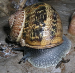 L'escargot petit gris adulte avec un bourrelet trs visible